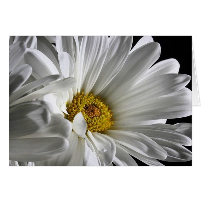 Mooie gedetailleerde Daisy (Voorkant Horizontaal)
