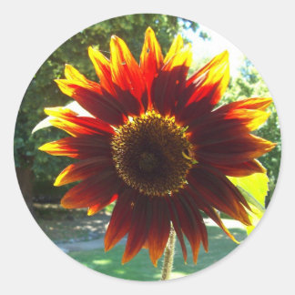 Mooie geel en rood zonnebloem Sticker