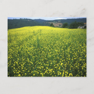 Mooie gele bloem bedekt velden van San Briefkaart