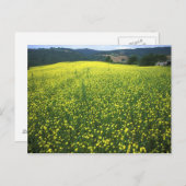 Mooie gele bloem bedekte velden van San Briefkaart (Voorkant / Achterkant)