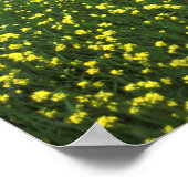 Mooie gele bloem bedekte velden van San Poster (Hoek)