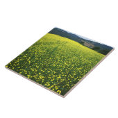 Mooie gele bloem bedekte velden van San Tegeltje (Zijkant)