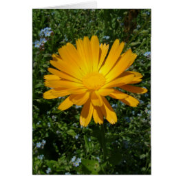 Mooie gele bloem, Daisy