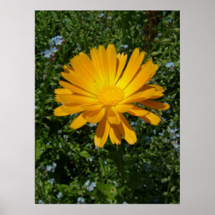 Mooie gele bloem, Daisy Poster