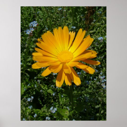 Mooie gele bloem, Daisy Poster (Voorkant)