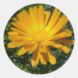 Mooie gele bloem, Daisy Ronde Sticker