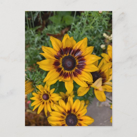 Mooie gele bloemen briefkaart (Voorkant)