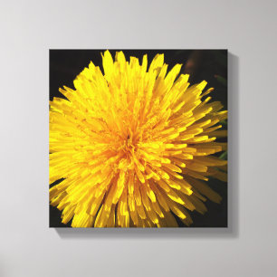 Mooie gele Dandelion Canvas Afdruk
