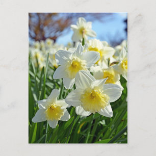 Mooie gele en witte daffodiestuin briefkaart