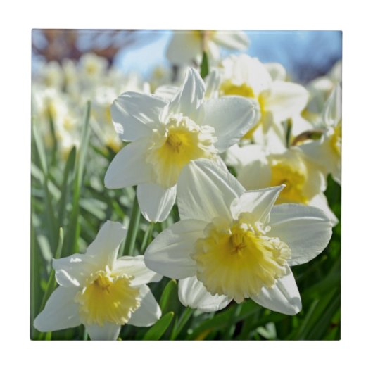 Mooie gele en witte daffodiestuin tegeltje (Voorkant)