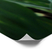 Mooie Gele en Witte Iris Bloem Foto  Poster (Hoek)