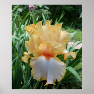 Mooie Gele en Witte Iris Bloem Foto  Poster