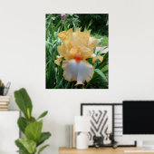 Mooie Gele en Witte Iris Bloem Foto  Poster (Thuiskantoor)