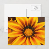 Mooie Gele Gazania Briefkaart (Voorkant / Achterkant)