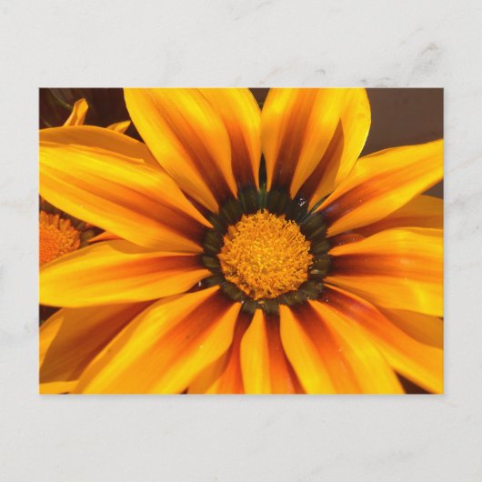 Mooie Gele Gazania Briefkaart (Voorkant)
