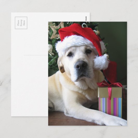 Mooie gele labrador kerstman feestdagenkaart (Voorkant / Achterkant)