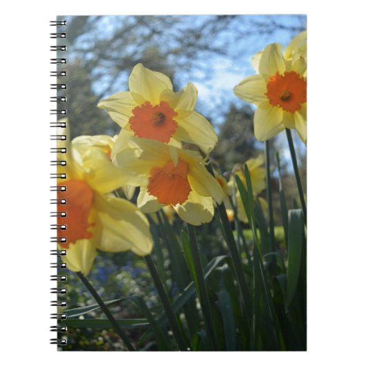 Mooie gele lente, oranje daffodilbloemen notitieboek (Voorkant)