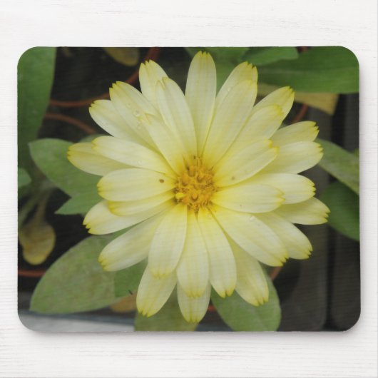 Mooie Gele Marigold Mousepad Muismat (Voorkant)
