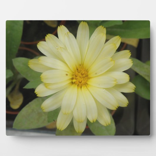 Mooie Gele Marigold Plaque Fotoplaat (Voorkant)