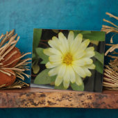 Mooie Gele Marigold Plaque Fotoplaat (Zijkant)