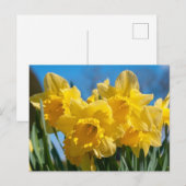 Mooie gele narcissen briefkaart (Voorkant / Achterkant)