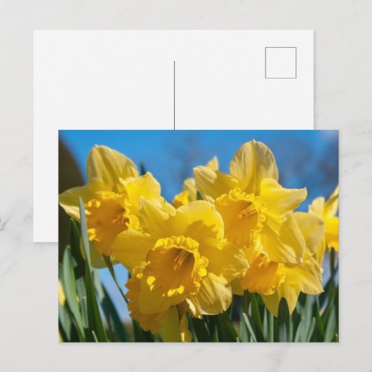 Mooie gele narcissen briefkaart (Voorkant / Achterkant)