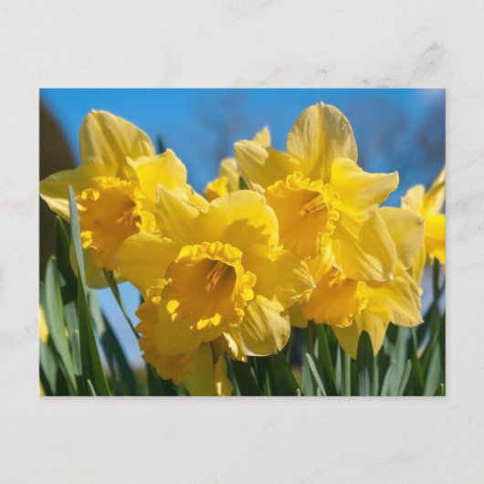 Mooie gele narcissen briefkaart (Voorkant)