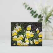 Mooie gele pansies briefkaart (Staand voorkant)