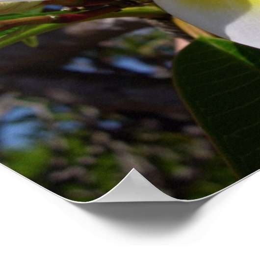 Mooie gele pellerbloem poster (Hoek)