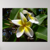 Mooie gele pellerbloem poster (Voorkant)