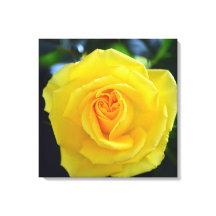 Mooie gele roos bloem fotografie.