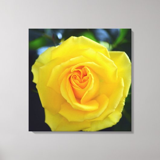 Mooie gele roos bloem fotografie. canvas afdruk (Voorkant)