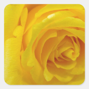mooie gele roos bloem fotografie vierkante sticker