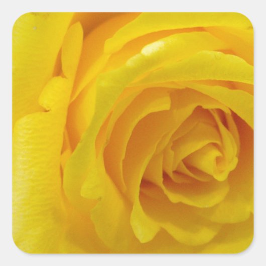 mooie gele roos bloem fotografie vierkante sticker (Voorkant)
