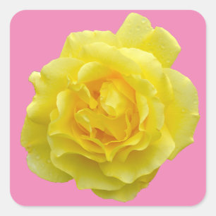 Mooie gele roos vierkante sticker