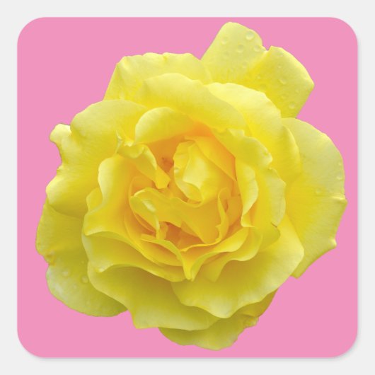 Mooie gele roos vierkante sticker (Voorkant)
