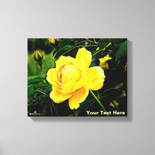 Mooie gele Rose Canvas Afdruk