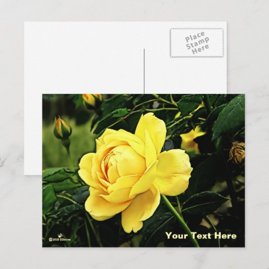 Mooie gele Rose Feestdagenkaart (Voorkant / Achterkant)