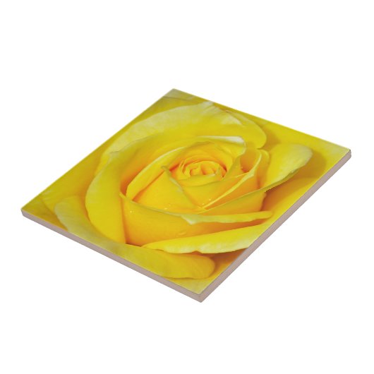 Mooie gele rozenbladen tegeltje (Zijkant)
