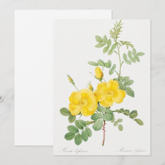 Mooie gele rozenbloem  kaart (Voorkant / Achterkant)