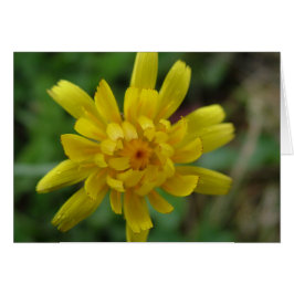 Mooie gele wilde bloem, paardenbloem