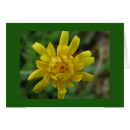 Mooie gele wilde bloem, paardenbloem