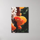 Mooie gele zwavel plank schimmel canvas Print (Voorkant)