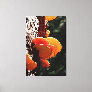 Mooie gele zwavel plank schimmel canvas Print