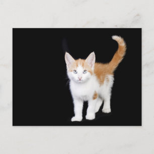mooie gember en witte kitten briefkaart