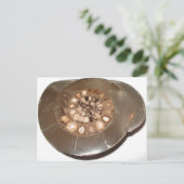 Mooie gesegmenteerde Dactylioceras ammenite fossie Briefkaart (Staand voorkant)