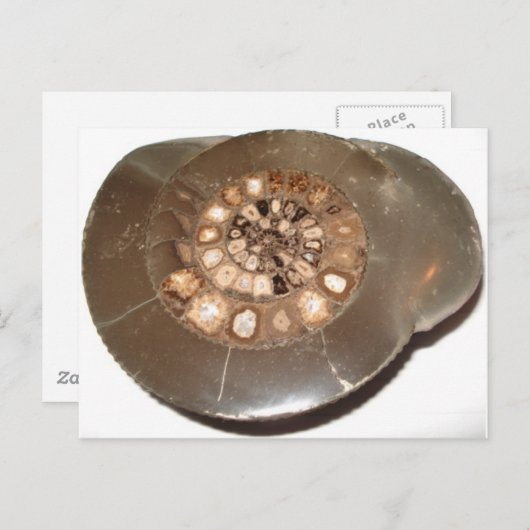 Mooie gesegmenteerde Dactylioceras ammenite fossie Briefkaart (Voorkant / Achterkant)