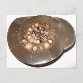 Mooie gesegmenteerde Dactylioceras ammenite fossie Briefkaart