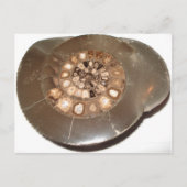 Mooie gesegmenteerde Dactylioceras ammenite fossie Briefkaart (Voorkant)