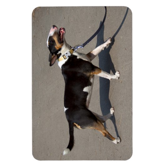 Mooie getitreerde Bullanger Magneet (Verticaal)